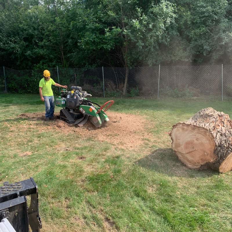 Arborist work in Chicago suburbs