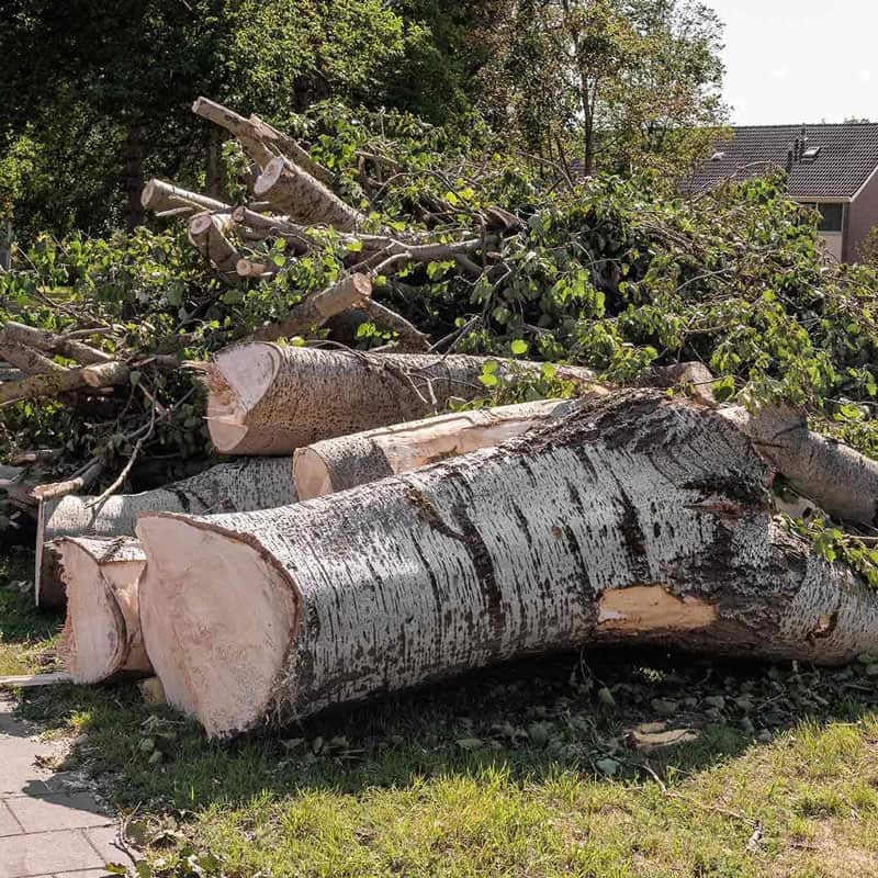 Completed tree work