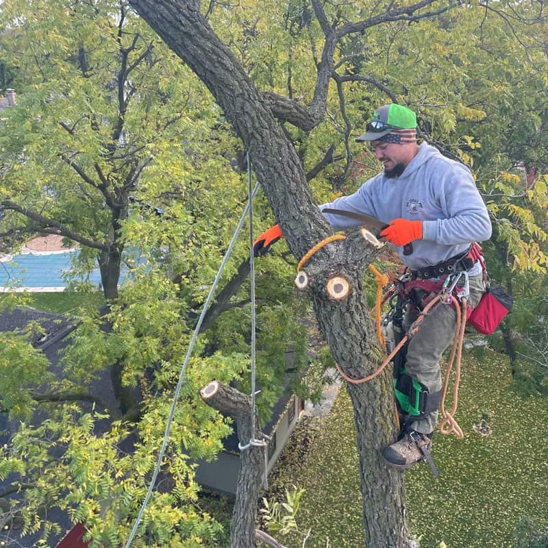 Tree trimming project