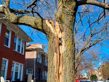 24/7 emergency tree services