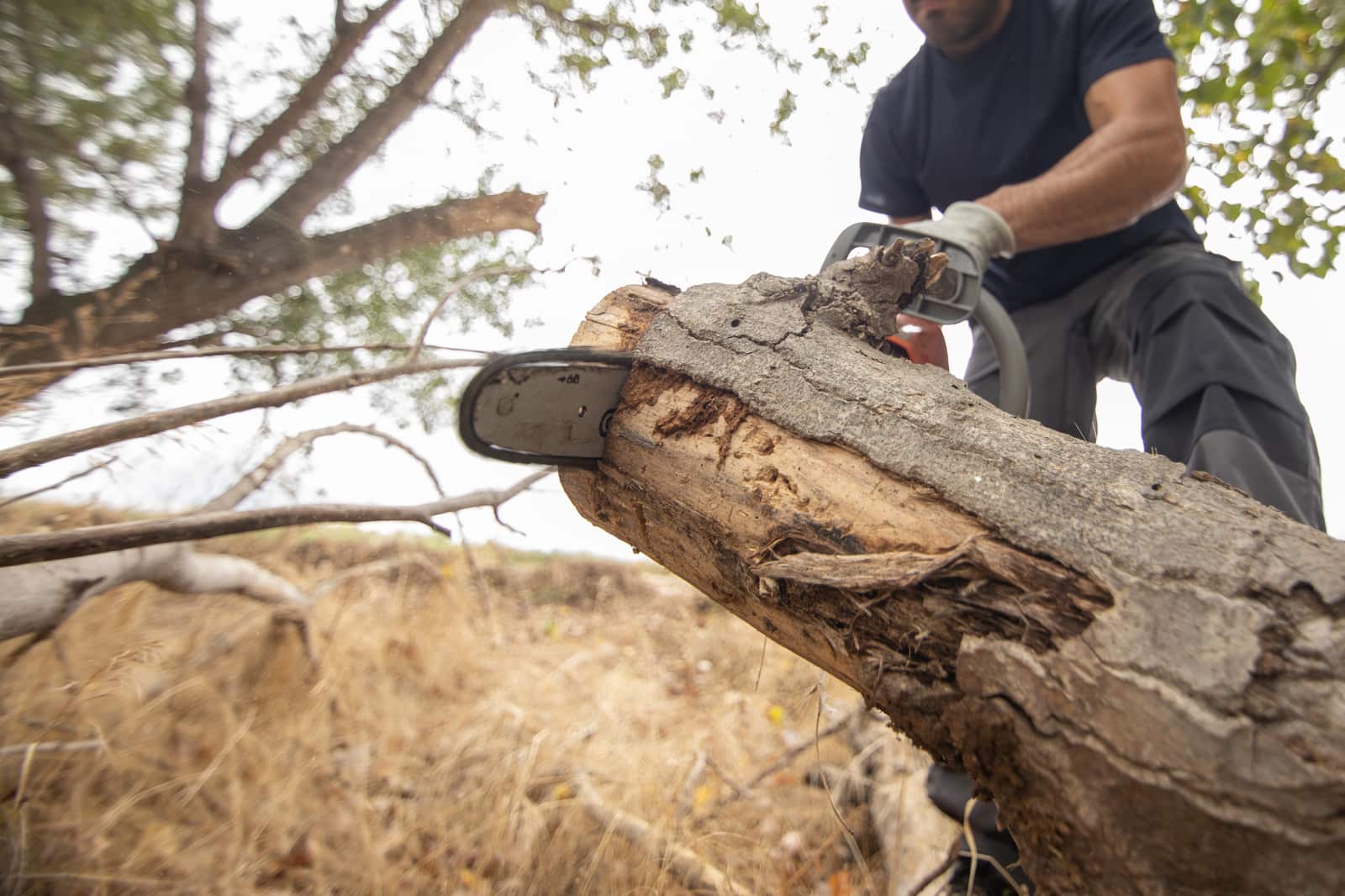 Professional tree removal