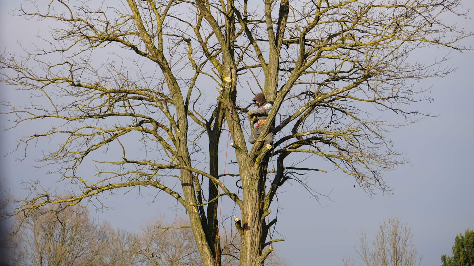 Expert tree trimming and pruning