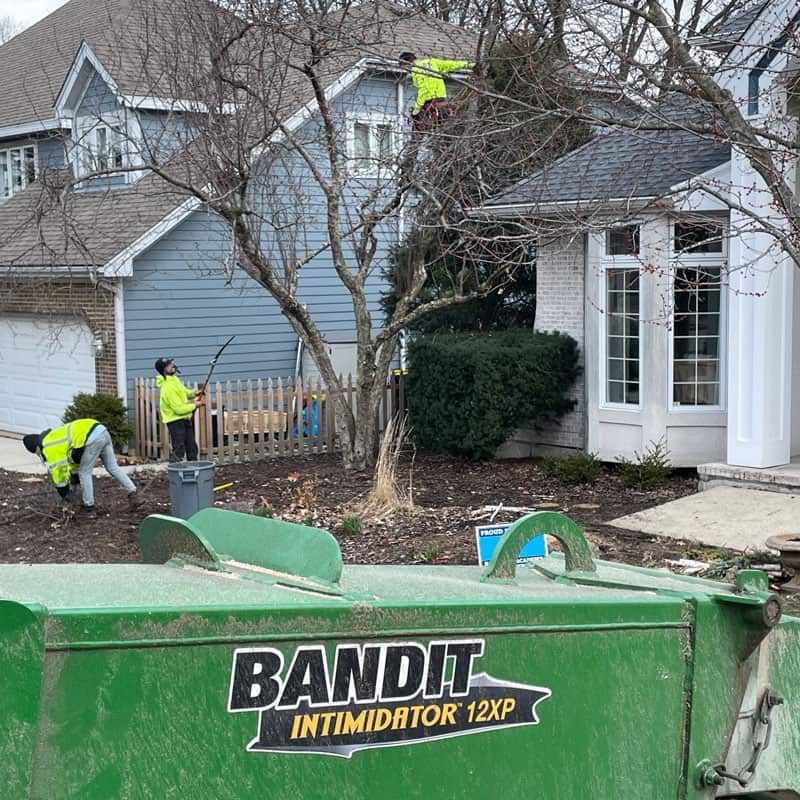 Tree removal in progress